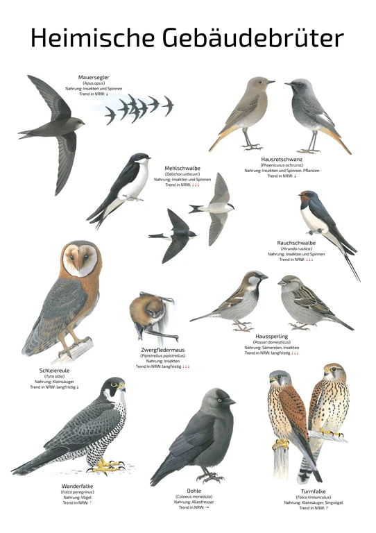 Gebäudebrüter_Poster.jpg