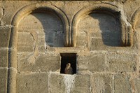 Mauerbrüter