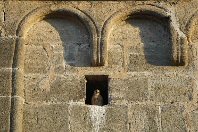 Mauerbrüter